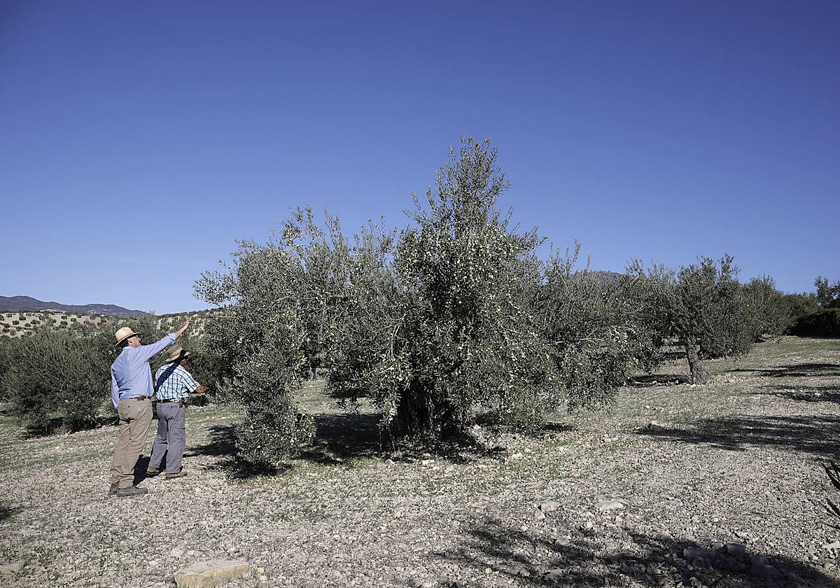 Agricultores en un olivar de Alozaina.