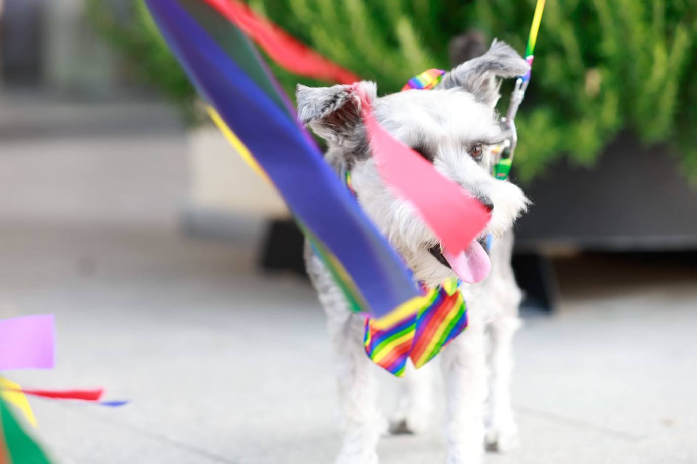 El desfile del Pride Torremolinos 2023, en imágenes