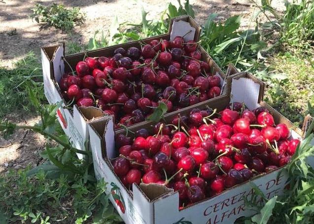 La feria incluye la celebración de un mercado de cerezas de Alfarnate.