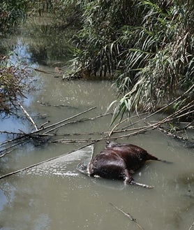 Imagen secundaria 2 - La cara sucia del Guadalhorce: vertidos, escombros y hasta animales muertos