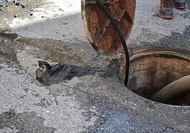 Desatoro de la red en la avenida de la Vega.