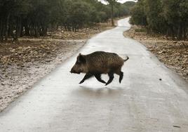 Andalucía destaca la entrada en vigor del visor nocturno frente a la superpoblación de jabalí y cerdo vietnamita