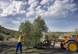 La Junta impulsa ocho firmas agro andaluzas con hasta 55 reuniones de negocio con importadores chilenos