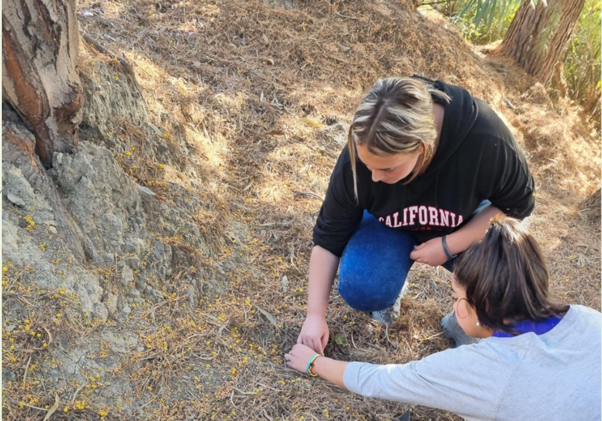 Alumnas del IES Mediterráneo, analizando la descomposición vegetal en los suelos del instituto.