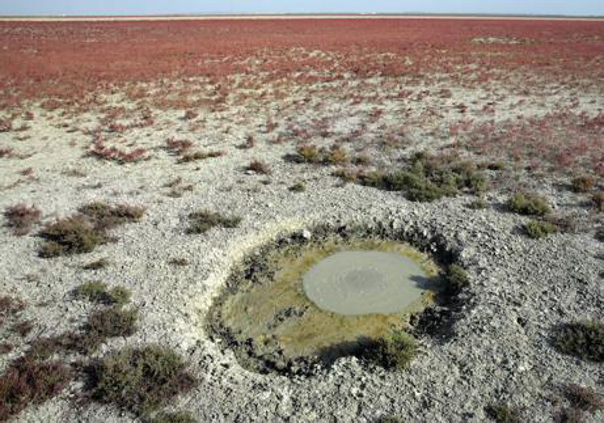 La escasez de agua azota a Doñana.