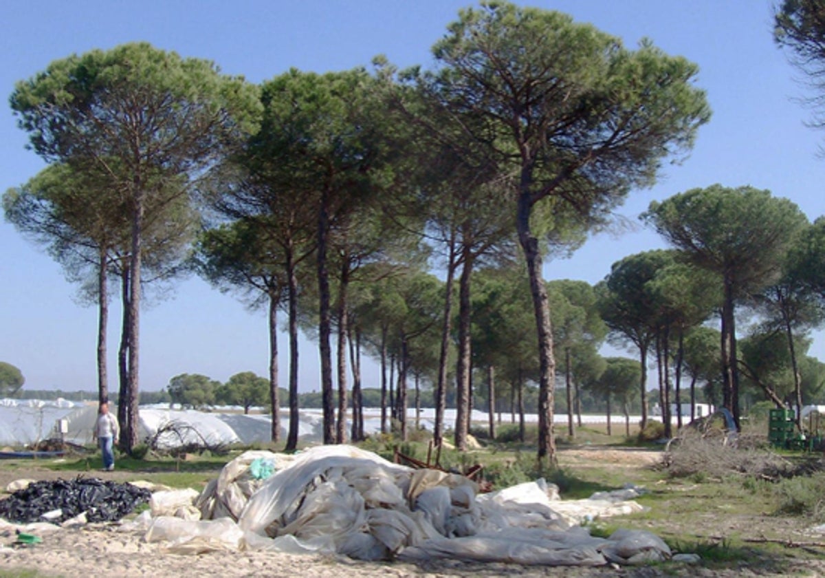 Cultivos de frensa en el entorno de Doñana.