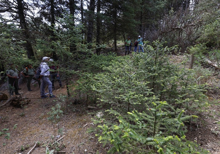 Fuerte regeneración natural de pinsapitos jóvenes.