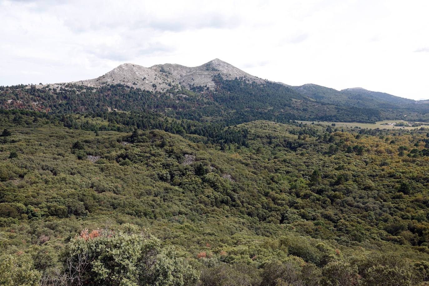 La situación de los pinsapos en la Sierra de las Nieves por la sequía, en imágenes