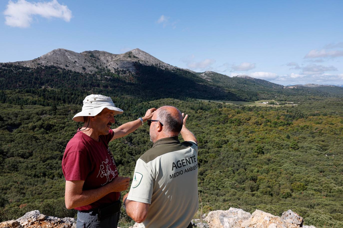 La situación de los pinsapos en la Sierra de las Nieves por la sequía, en imágenes