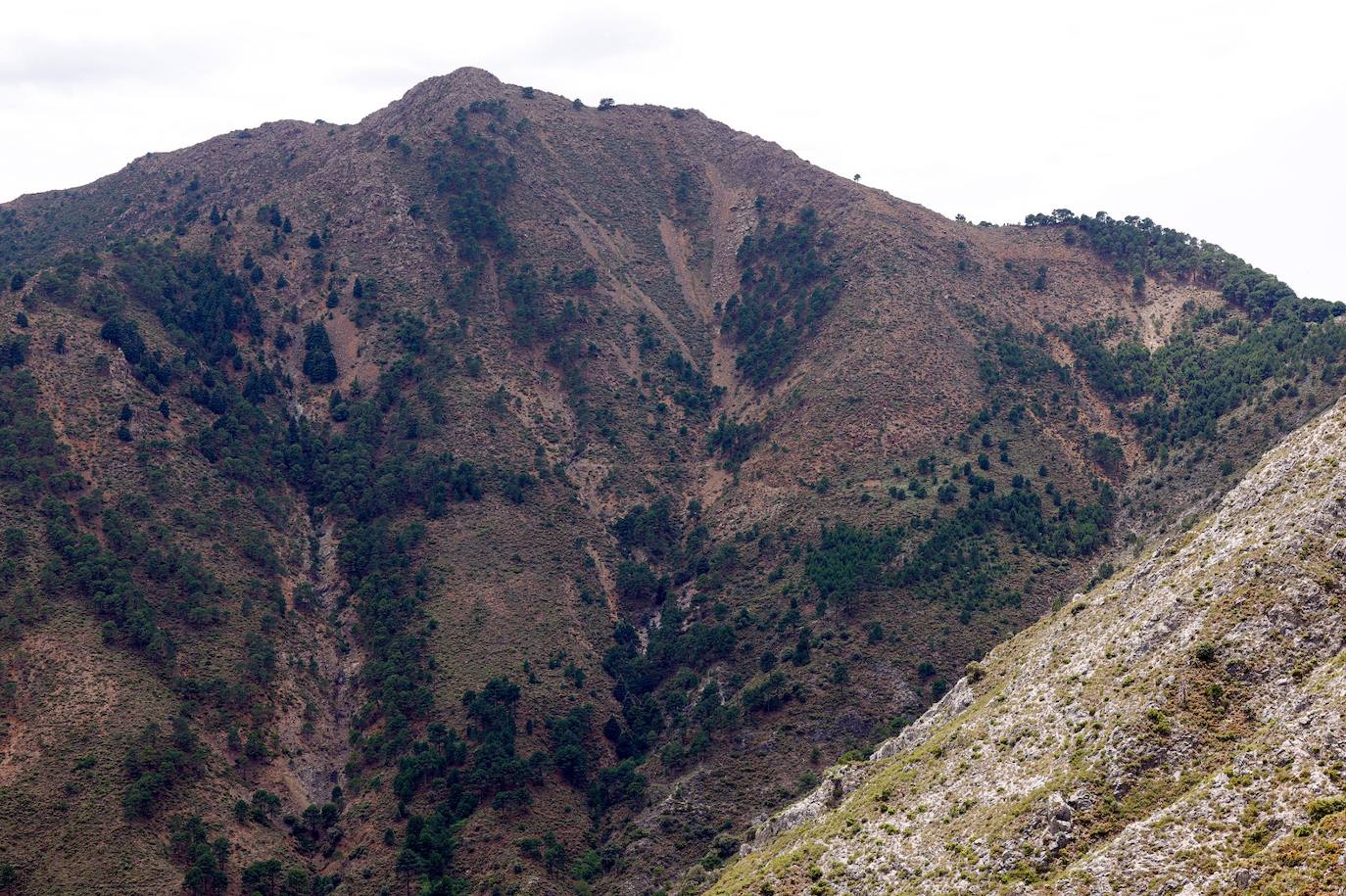 La situación de los pinsapos en la Sierra de las Nieves por la sequía, en imágenes