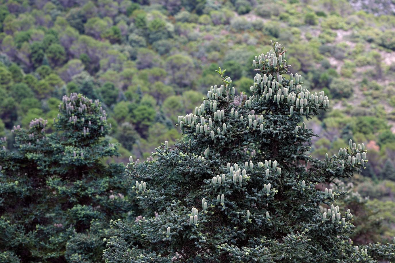 La situación de los pinsapos en la Sierra de las Nieves por la sequía, en imágenes