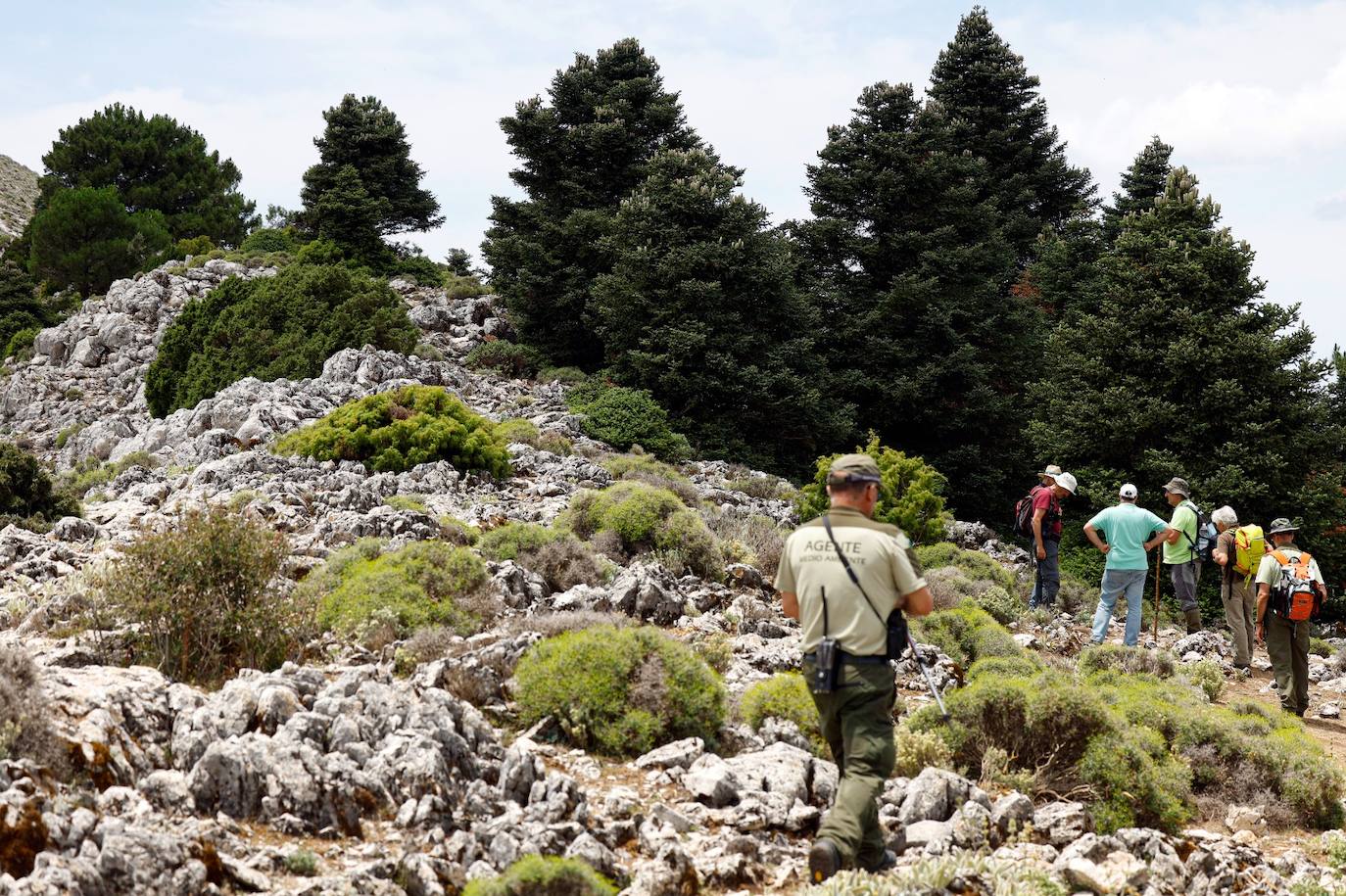 La situación de los pinsapos en la Sierra de las Nieves por la sequía, en imágenes