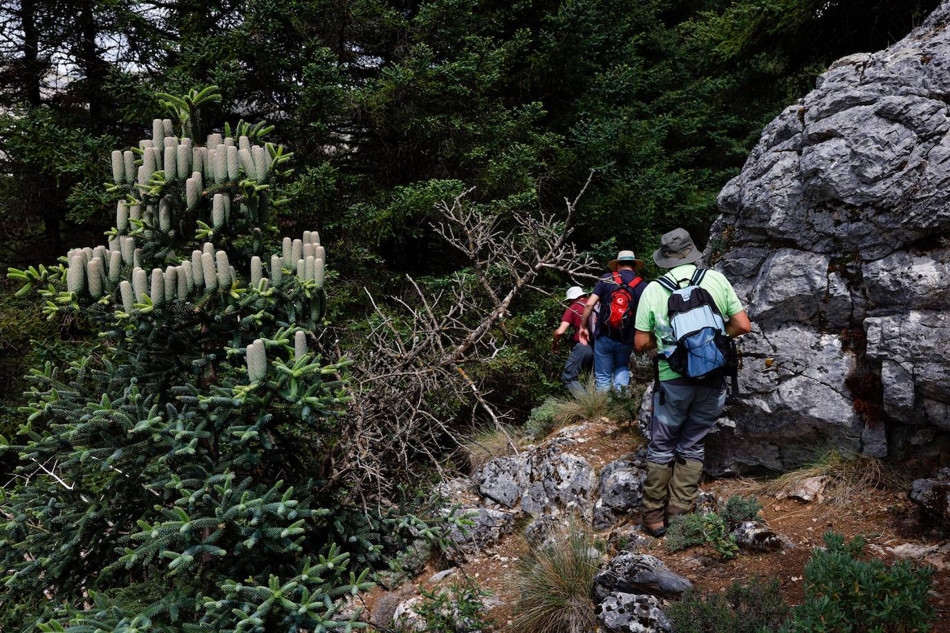 La situación de los pinsapos en la Sierra de las Nieves por la sequía, en imágenes