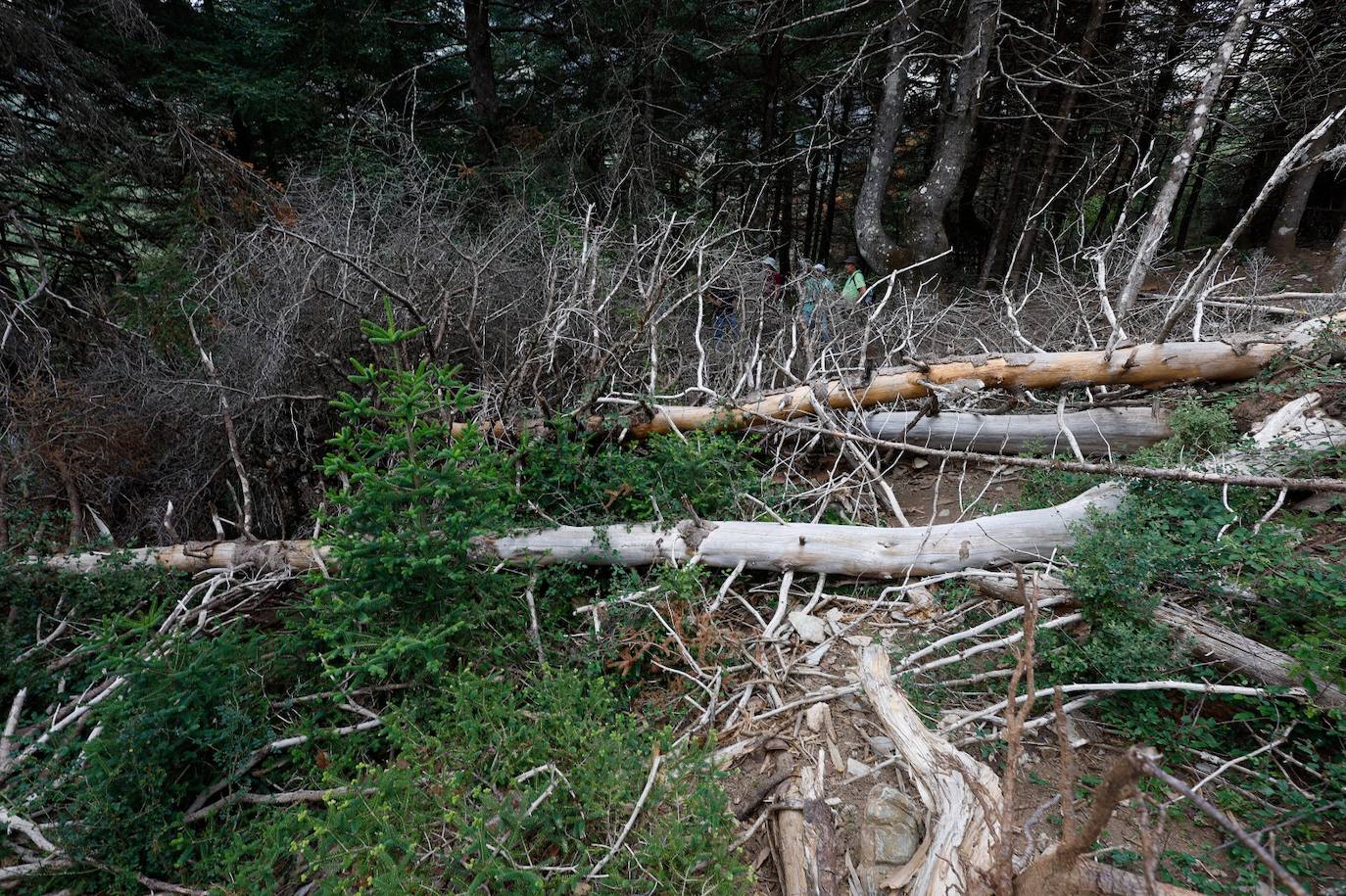 La situación de los pinsapos en la Sierra de las Nieves por la sequía, en imágenes