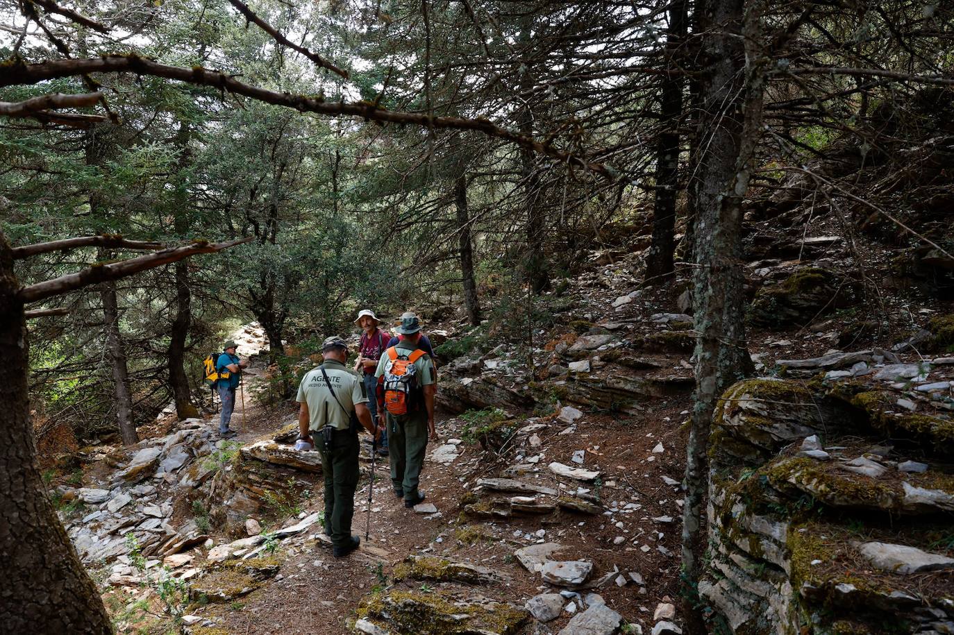 La situación de los pinsapos en la Sierra de las Nieves por la sequía, en imágenes