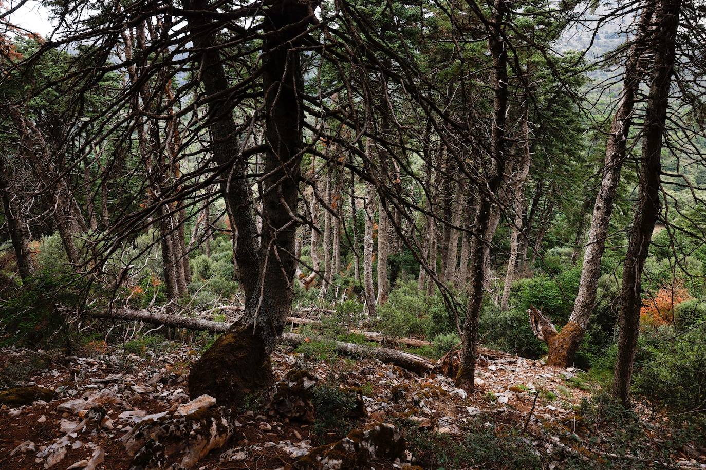 La situación de los pinsapos en la Sierra de las Nieves por la sequía, en imágenes