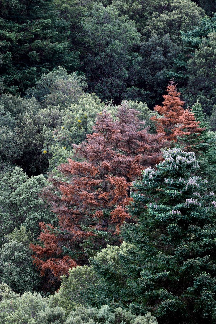 La situación de los pinsapos en la Sierra de las Nieves por la sequía, en imágenes