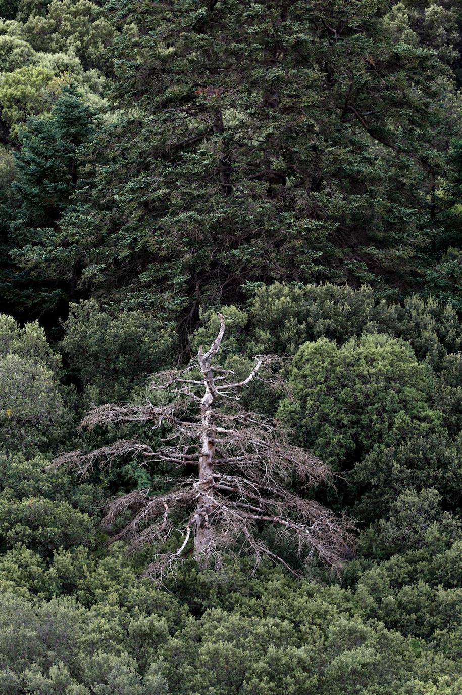 La situación de los pinsapos en la Sierra de las Nieves por la sequía, en imágenes