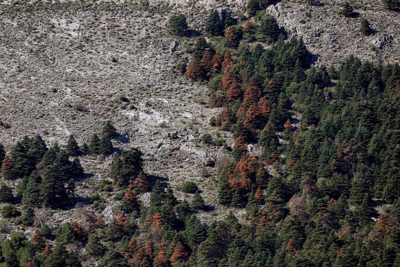 La situación de los pinsapos en la Sierra de las Nieves por la sequía, en imágenes