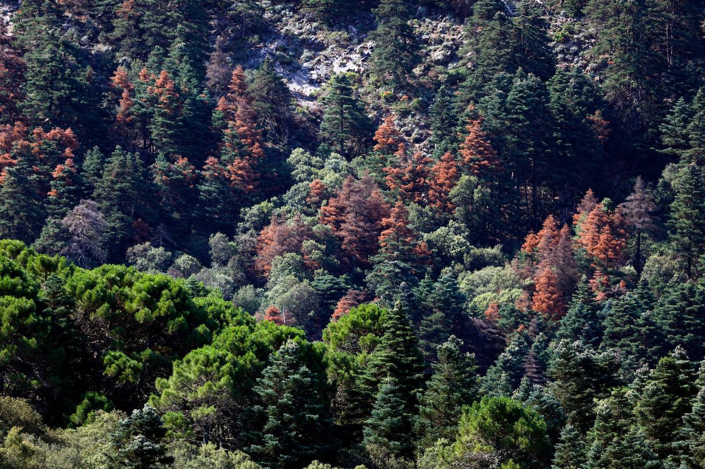 La situación de los pinsapos en la Sierra de las Nieves por la sequía, en imágenes