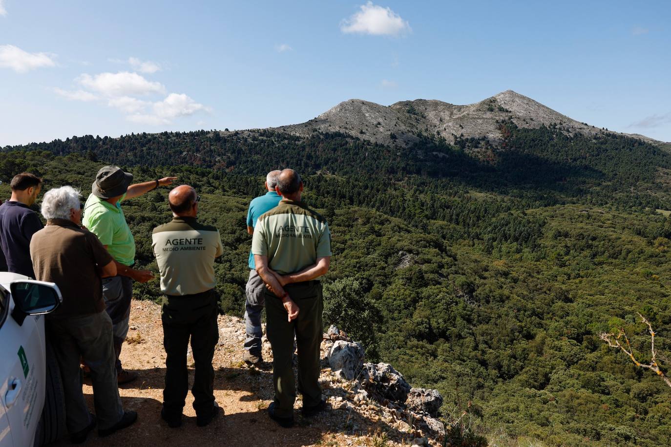 La situación de los pinsapos en la Sierra de las Nieves por la sequía, en imágenes