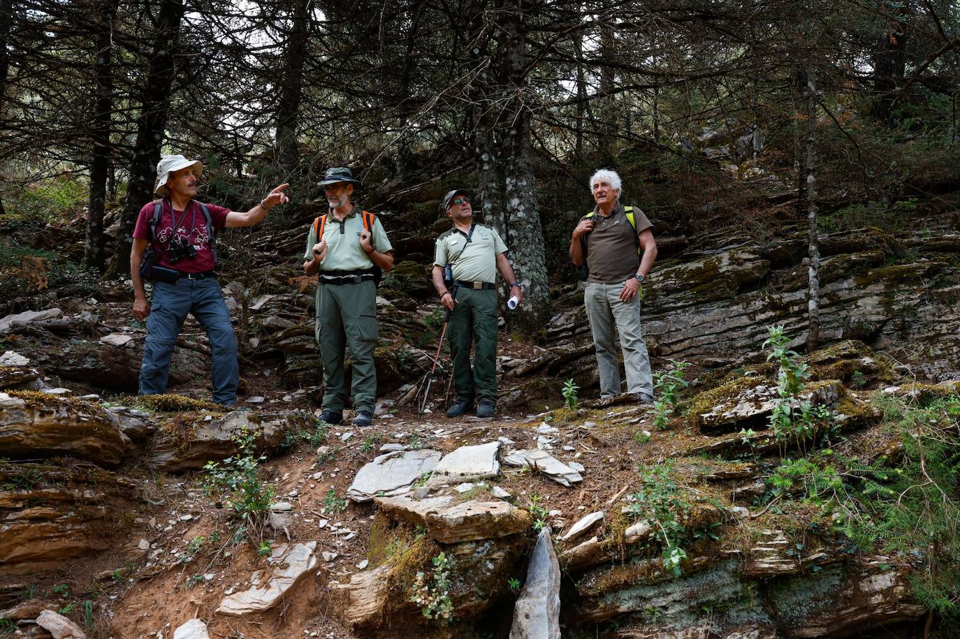 La situación de los pinsapos en la Sierra de las Nieves por la sequía, en imágenes