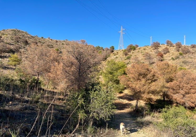 Imagen principal - Tres imágenes de pinos secos en las inmediaciones de la Sierra Almijara, en las montañas que circundan a Nerja.