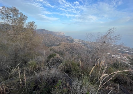 Imagen secundaria 1 - Tres imágenes de pinos secos en las inmediaciones de la Sierra Almijara, en las montañas que circundan a Nerja.