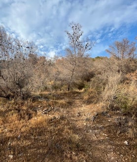 Imagen secundaria 2 - Tres imágenes de pinos secos en las inmediaciones de la Sierra Almijara, en las montañas que circundan a Nerja.