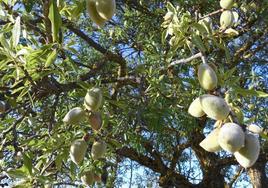 Una imagen de archivo de un almendro, en Málaga.