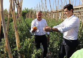 Bendodo junto al alcalde de Coín, Francisco Santos, en una plantación de tomates.