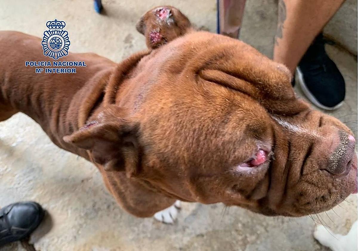 Liberan a 140 animales en pésimas condiciones higiénico-sanitarias en dos criaderos ilegales en Mijas