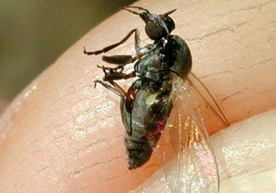 Avisan de una posible plaga de mosca negra, que se caracteriza por sus agresivas mordeduras