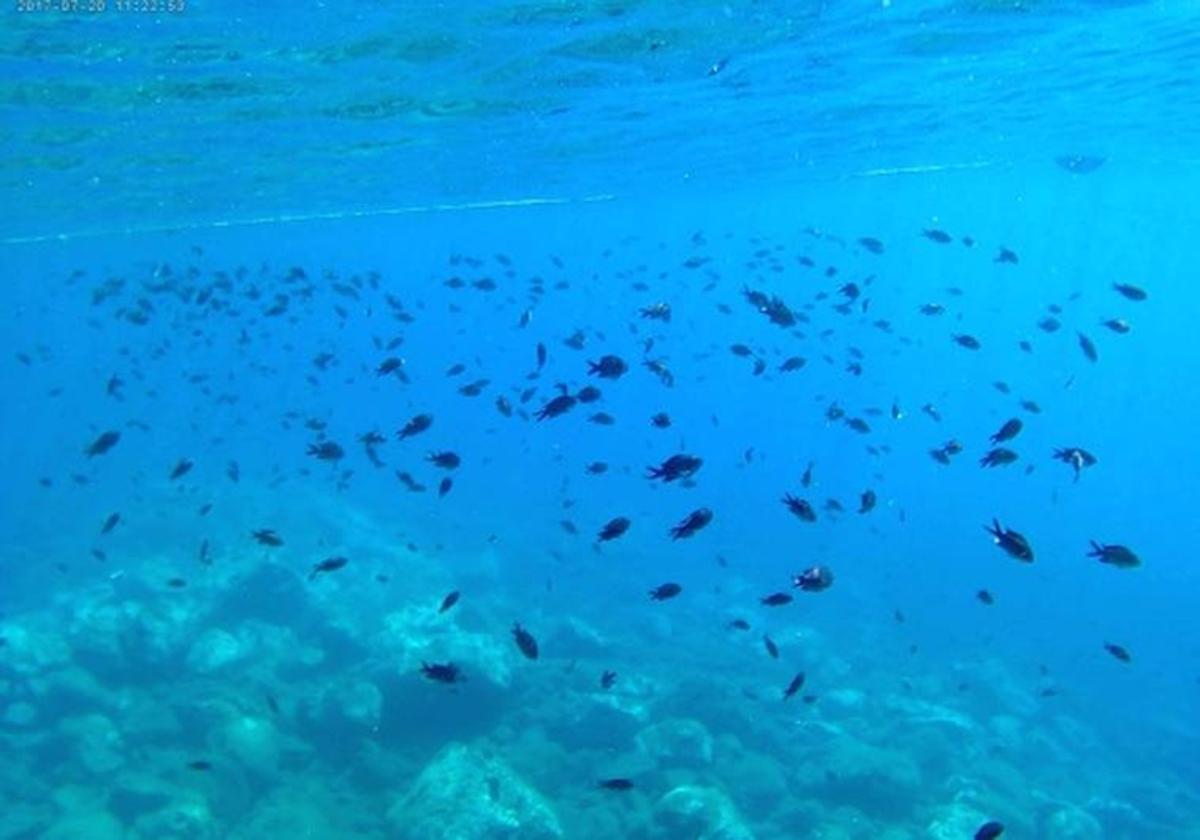 La temperatura y salinidad del Mediterráneo está aumentando en todas sus profundidades