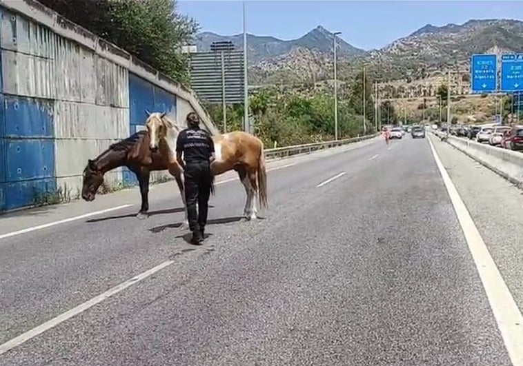 Dos caballos sueltos colapsan el tráfico en la autovía de Marbella tras escapar de una finca