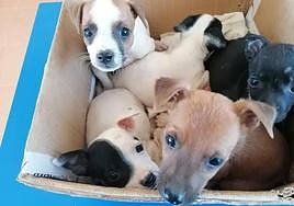 Alertan de «un aumento de los abandonos del 15%» de animales en Andalucía y del «colapso de las protectoras»