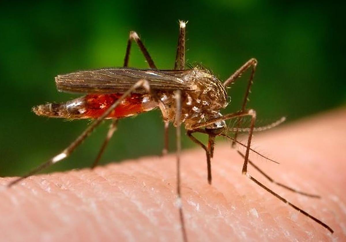 Aumenta la densidad de mosquitos transmisores del virus del Nilo en estaciones de trampeo de Málaga, Córdoba y Sevilla