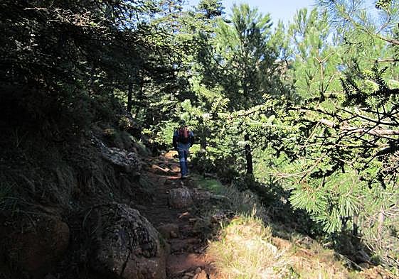 A pesar del terrible incendio de Sierra Bermeja, este bosque se conserva en buen estado.