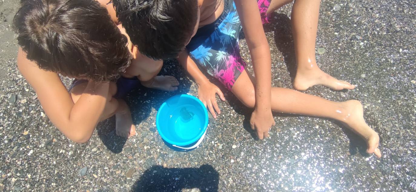 Detectan bancos de medusas en varias playas de la Axarquía