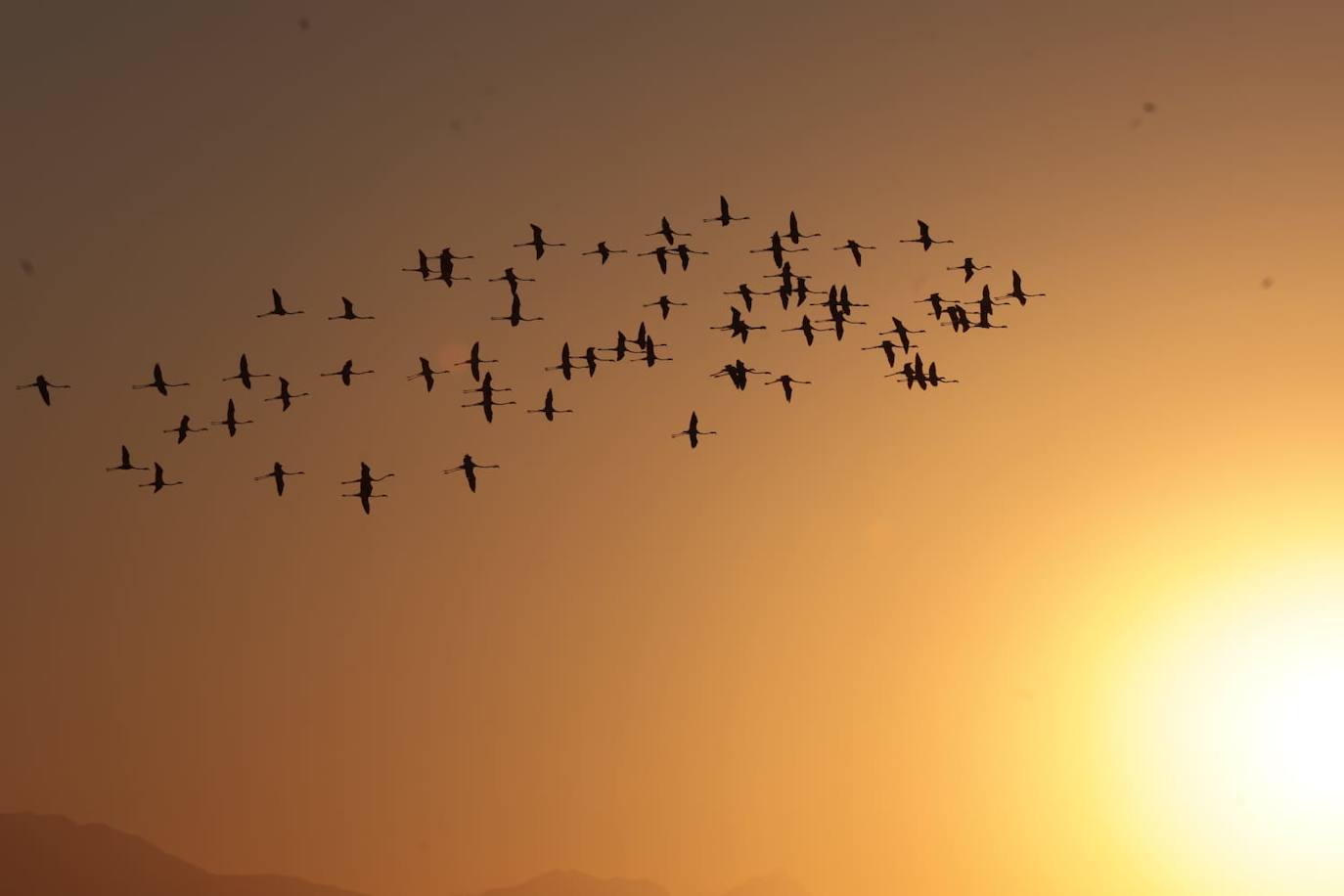 El espectáculo de los flamencos en Málaga