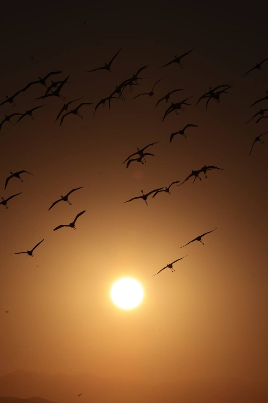 El espectáculo de los flamencos en Málaga