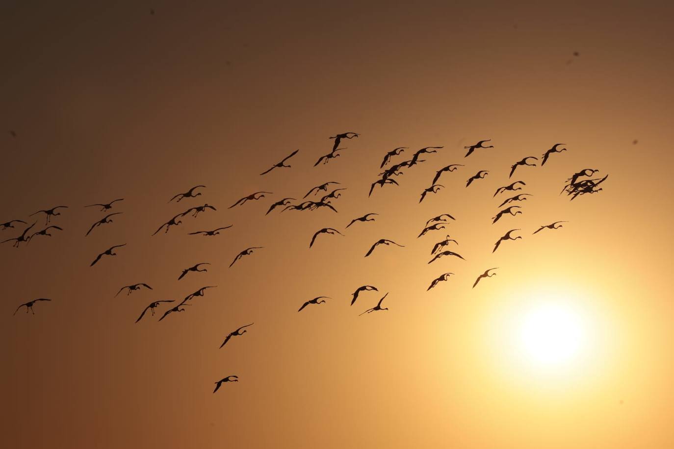 El espectáculo de los flamencos en Málaga