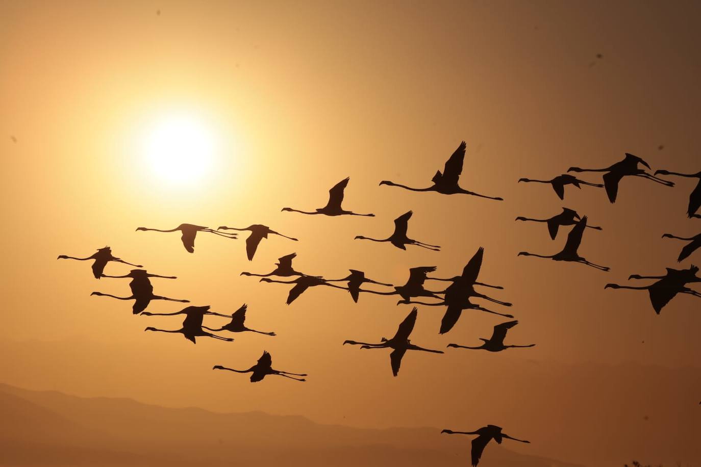 El espectáculo de los flamencos en Málaga