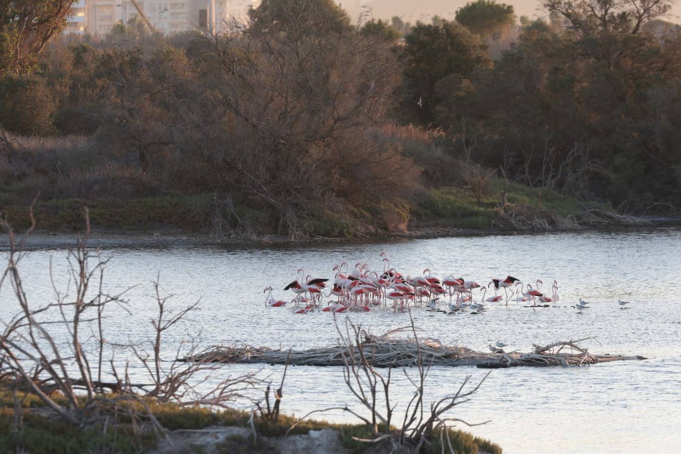 El espectáculo de los flamencos en Málaga