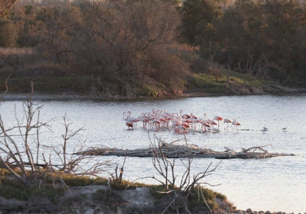 El espectáculo de los flamencos en Málaga