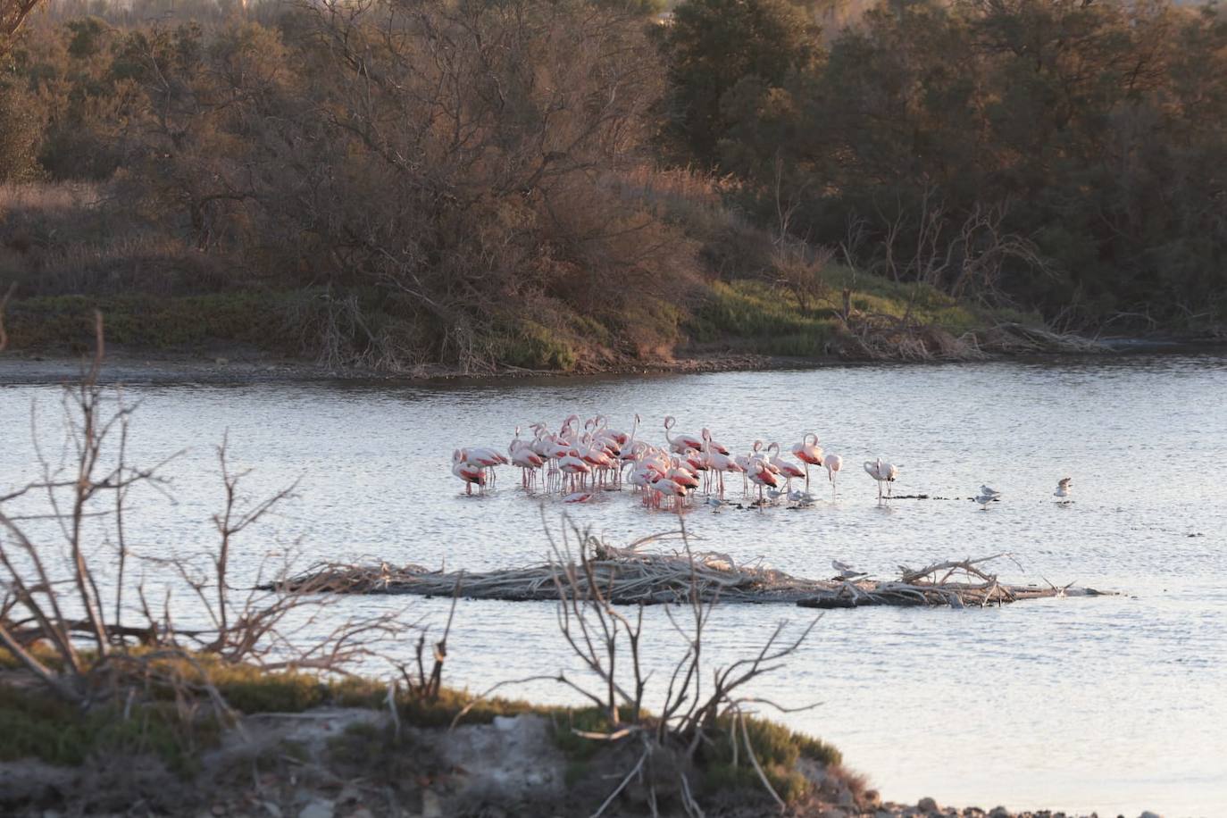 El espectáculo de los flamencos en Málaga