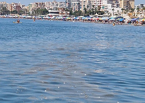 Imagen secundaria 1 - Arriba, suciedad en la playa torroxeña de El Peñoncillo; abajo a la izquierda, natas en la playa de Torre del Mar, y a la derecha, una medusa gigante capturada por un barco 'quitanatas' para ser llevada a alta mar.