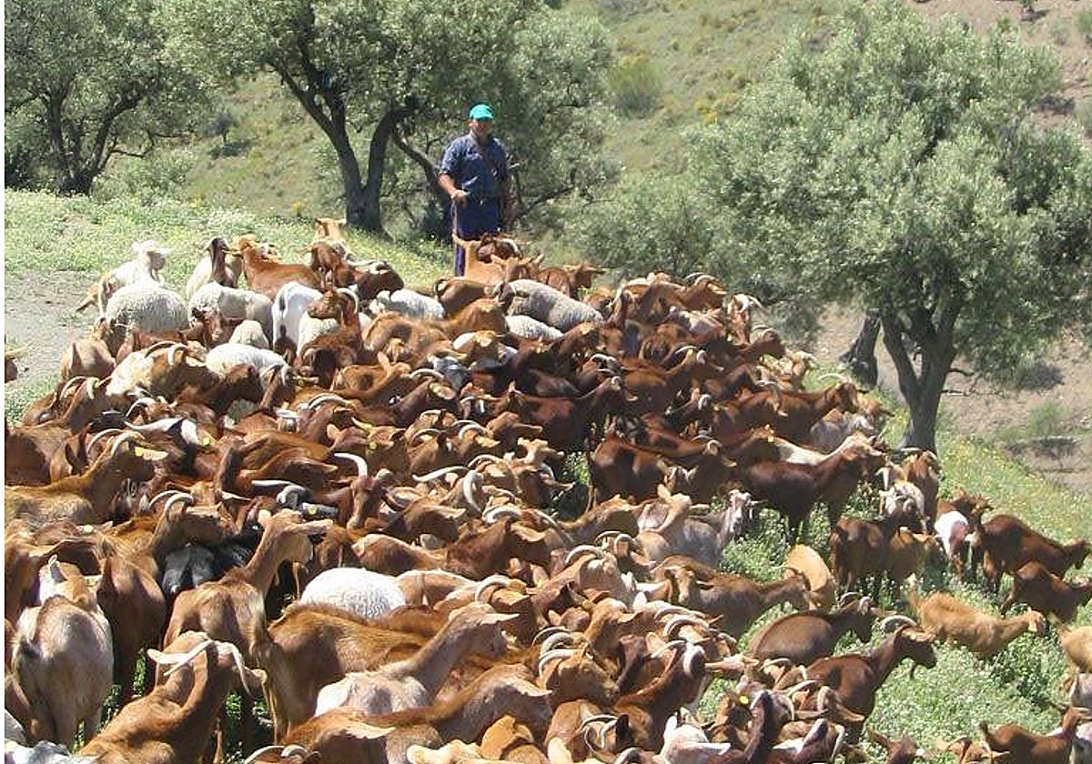Casi la totalidad del ganado que se utiliza para el programa son ovejas y cabras.