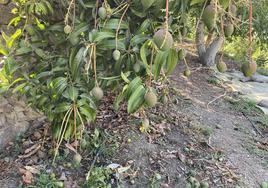 Finca de mangos en la Axarquía de la variedad Osteen.