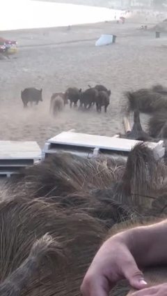 Los jabalíes vuelven a las playas de Marbella